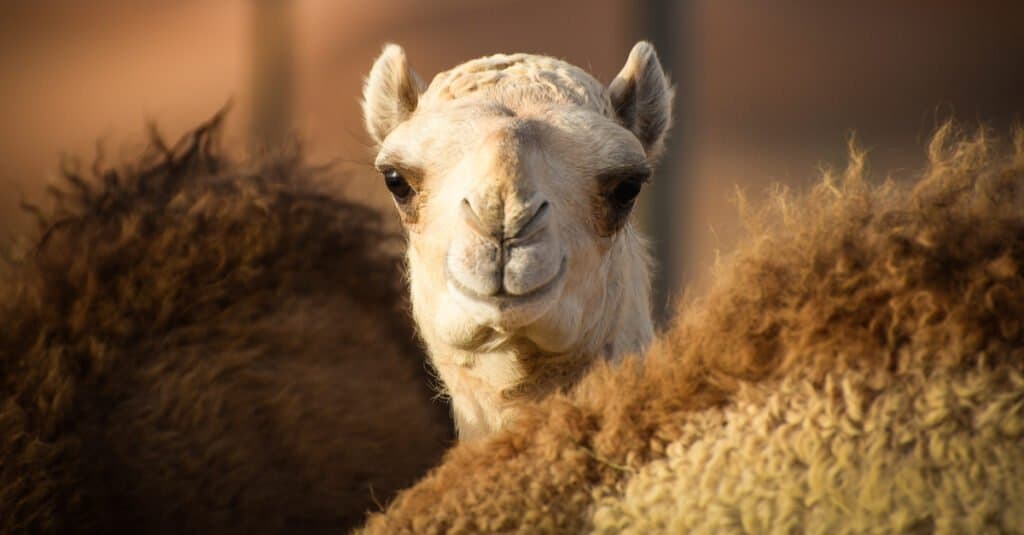 baby camel smile
