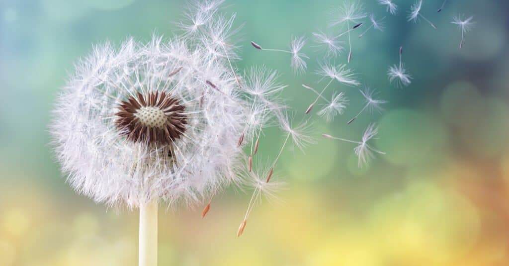 Are Dandelions Poisonous to Dogs or Cats