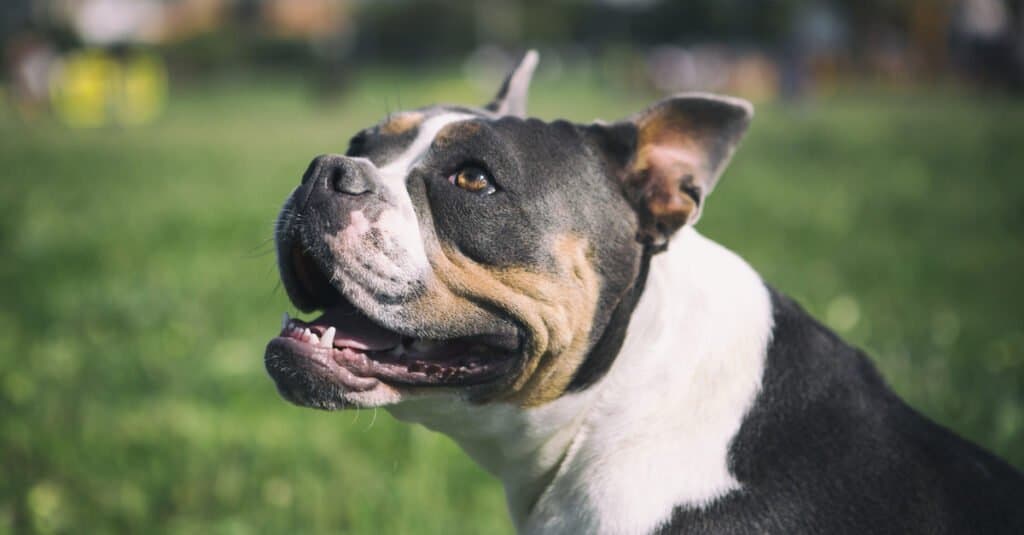 Olde English Bulldogge Face