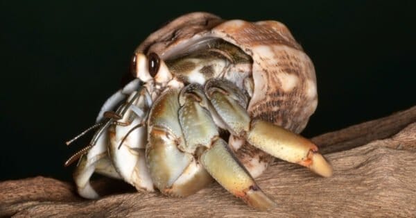 Discover the Largest Hermit Crabs (One is 3 Feet Long!) - A-Z Animals