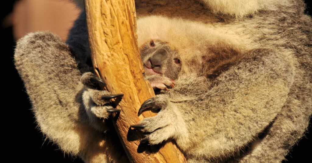 koala joey in pouch