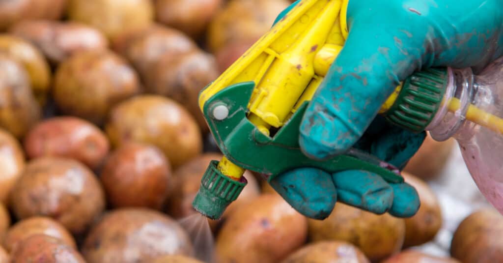 What do Potato Bugs Eat - Spraying Tubers
