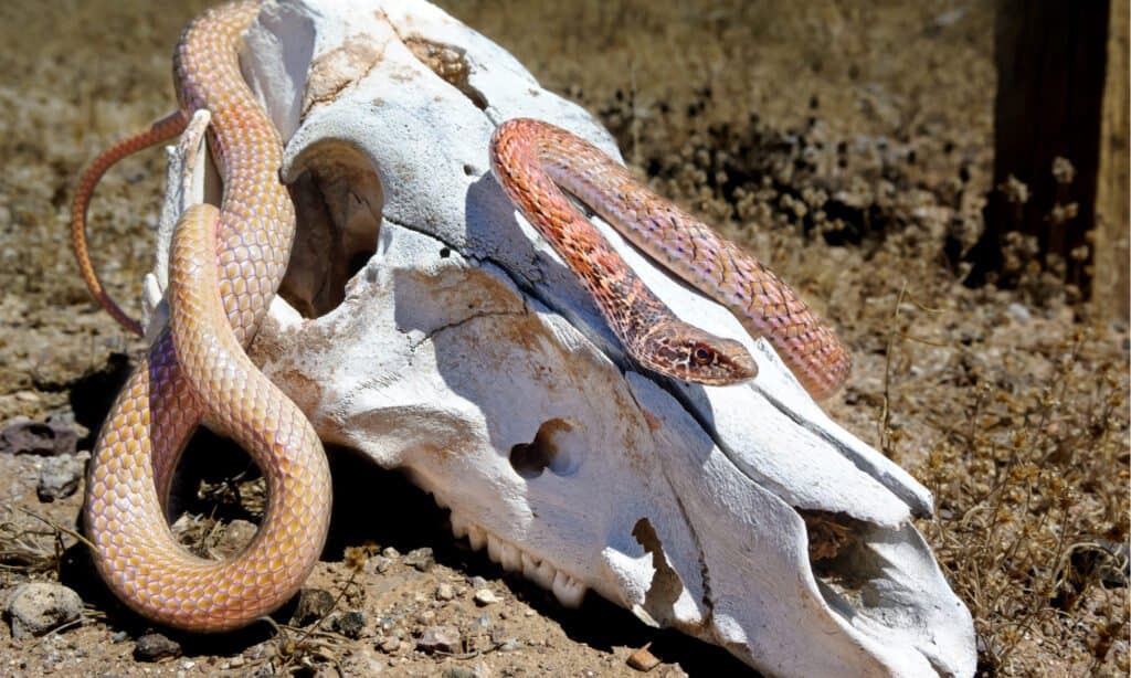 Coachwhip Snake - In Skull
