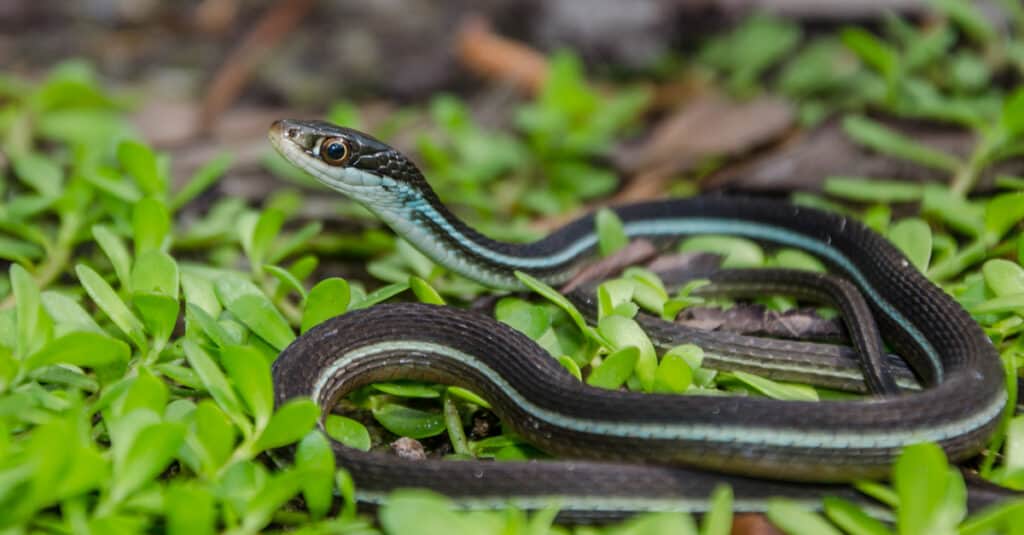 Bluestripe Ribbon Snake