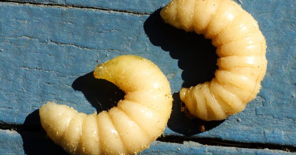 What Do Carpenter Bees Eat - Carpenter Bee Larvae