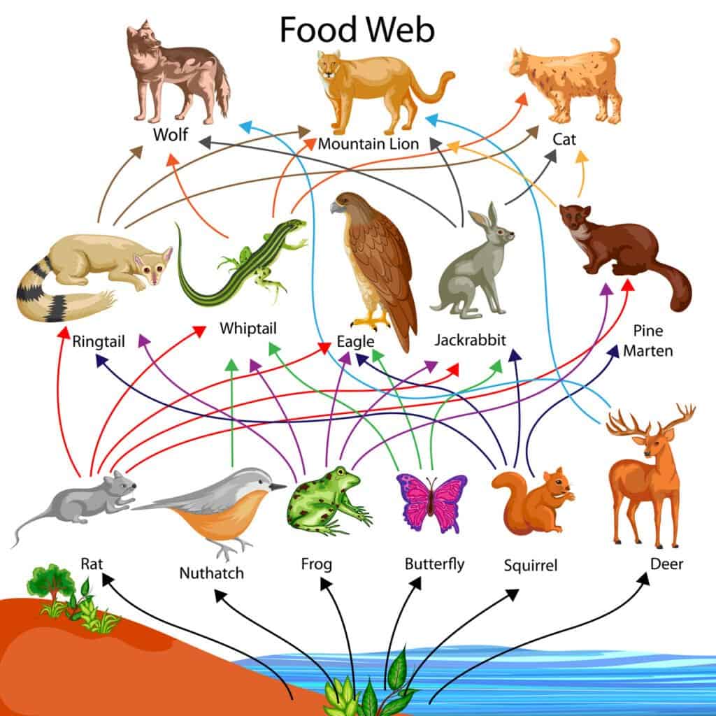 Food Chain vs Food Web - Food Web