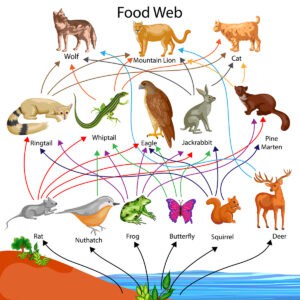 Food Chain vs Food Web: What’s the Difference? - A-Z Animals