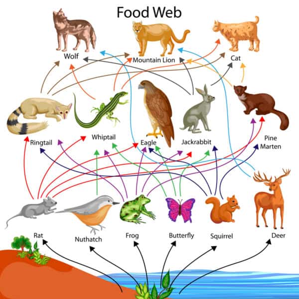 Food Chain: 4. Tertiary Consumer - A-Z Animals