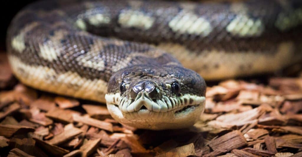 Coastal Carpet Python