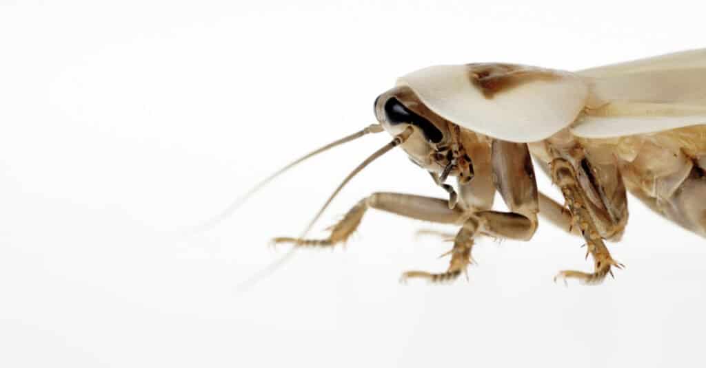 Albino Cockroach - แมลงสาบหลังจากลอกคราบ
