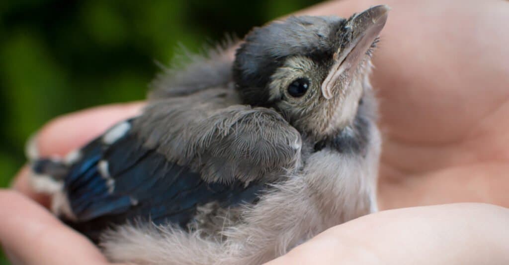 Young Baby Fledgling Blue Jay Bird In Natural Setting Stock Photo