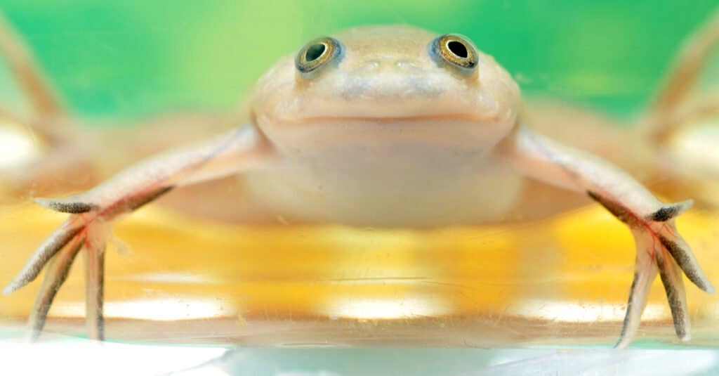 Semi-Aquatic Frogs - African Clawed Frog