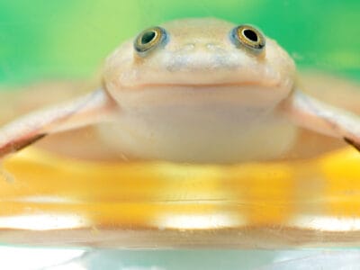 African Clawed Frog Picture