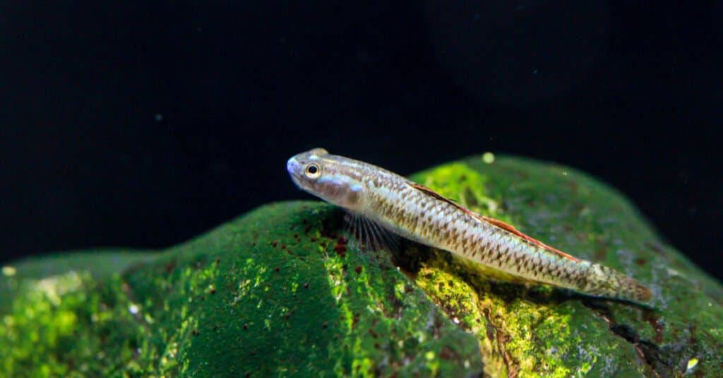 Blue Neon Dwarf Goby