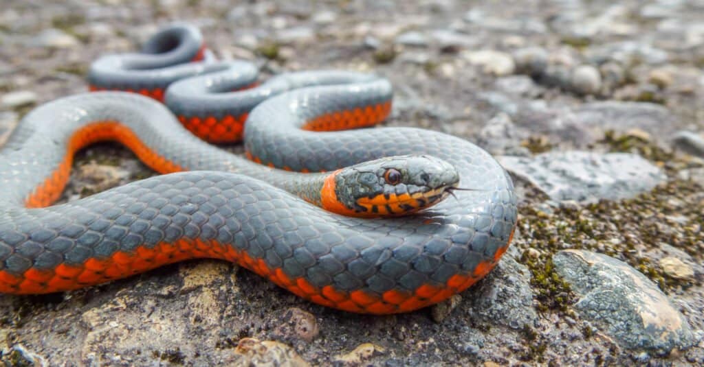 Ringneck Snake (Diadophis punctatus)