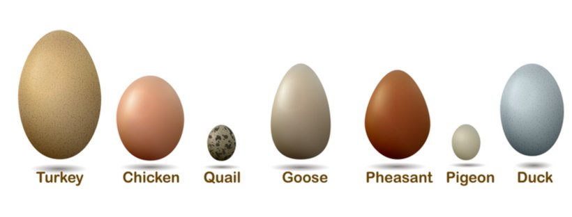 Turkey Egg vs Chicken Egg - Comparison of Eggs
