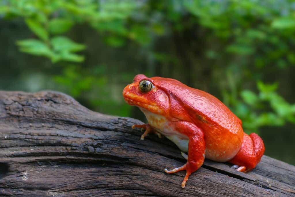 Red tomato frog