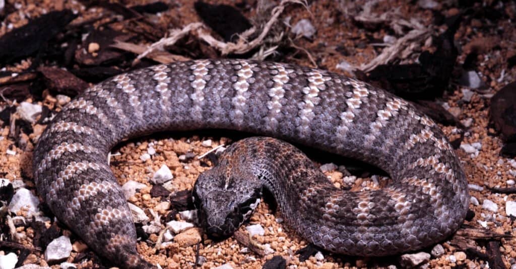 Common death adder