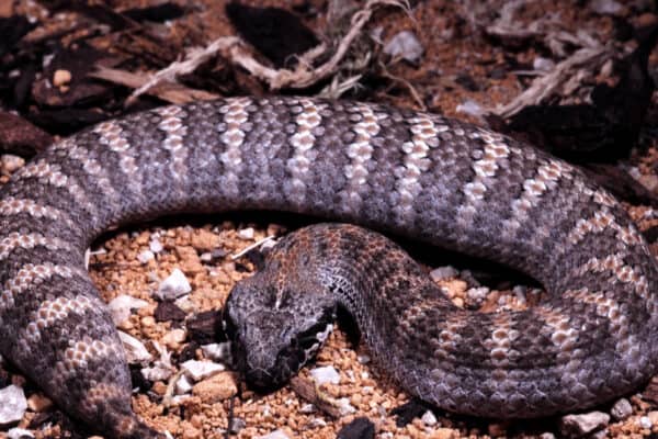 Acanthophis antarcticus, Common death adder is a common Australian poisonous snake