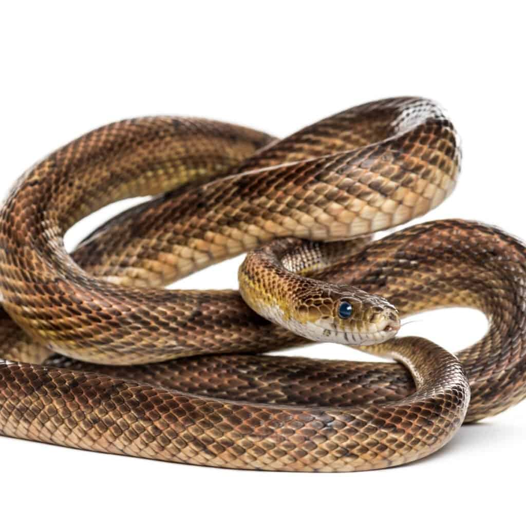A coiled brown snake on a white background