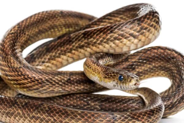 The brown snake is one of the most venomous in the world