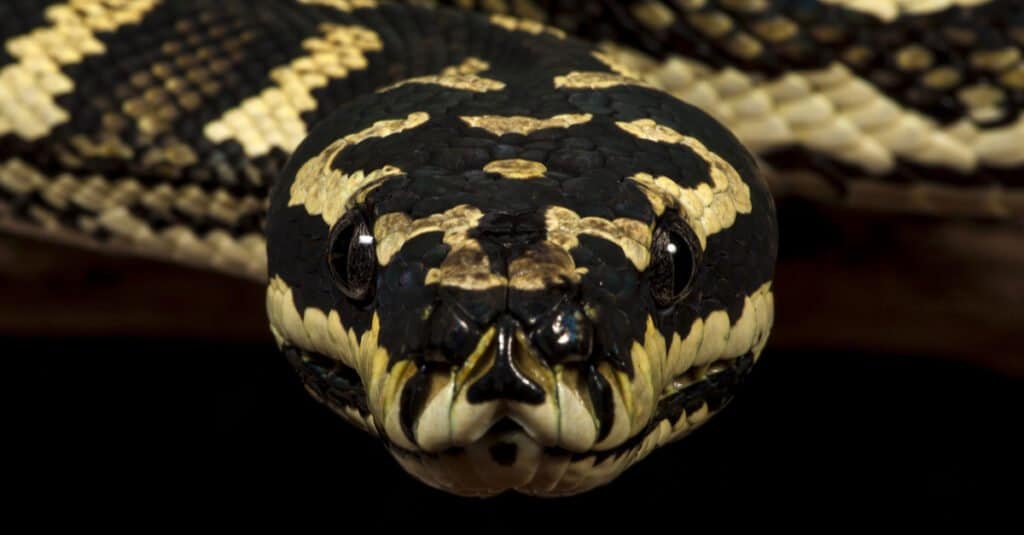 Frontal shot of an Australian Carpet Python