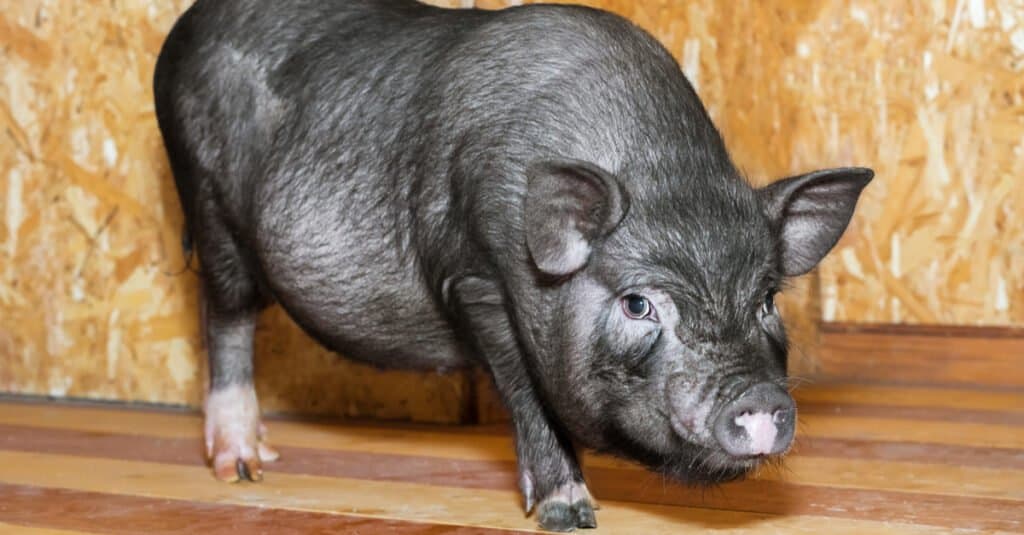 black pot belly pig