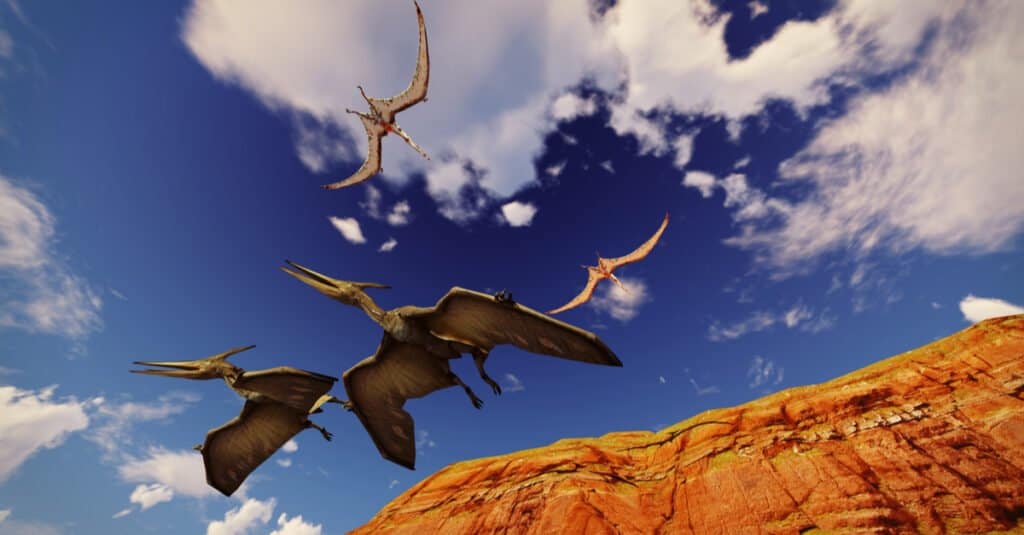 Pterodactyl vs Pteranodon
