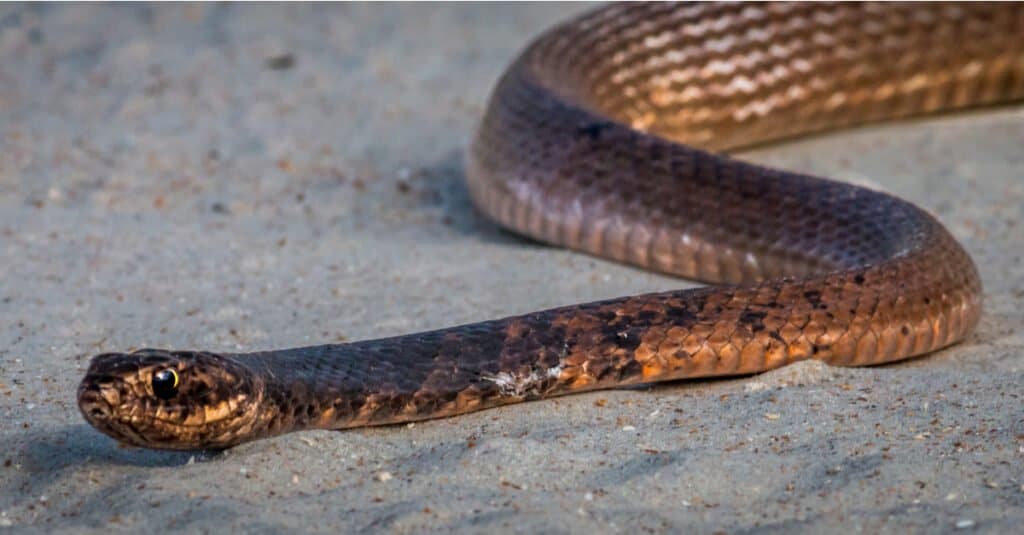 An Eastern Coachwhip snake sunbathing on a beach