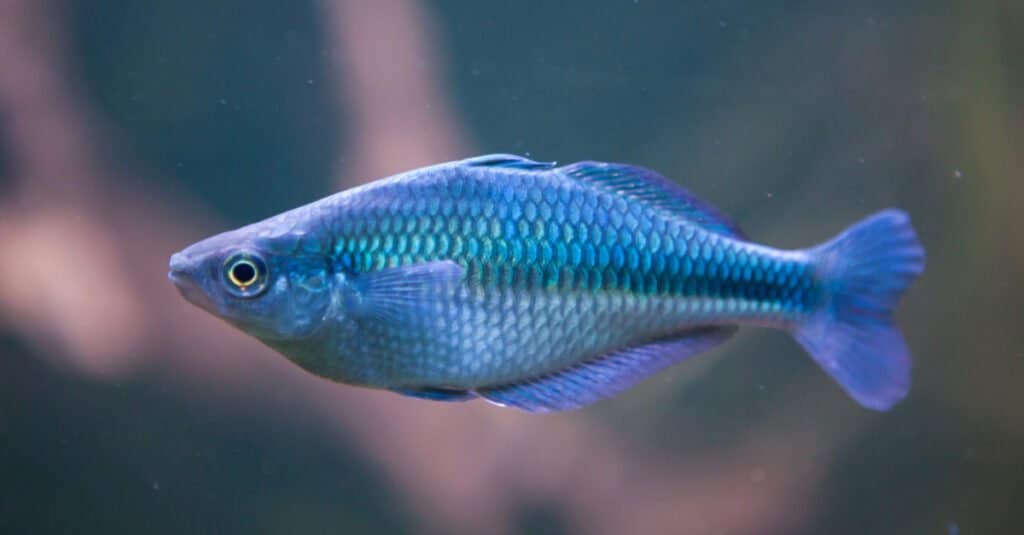 Axelrod's rainbowfish is easy to identify due to its silver-blue body