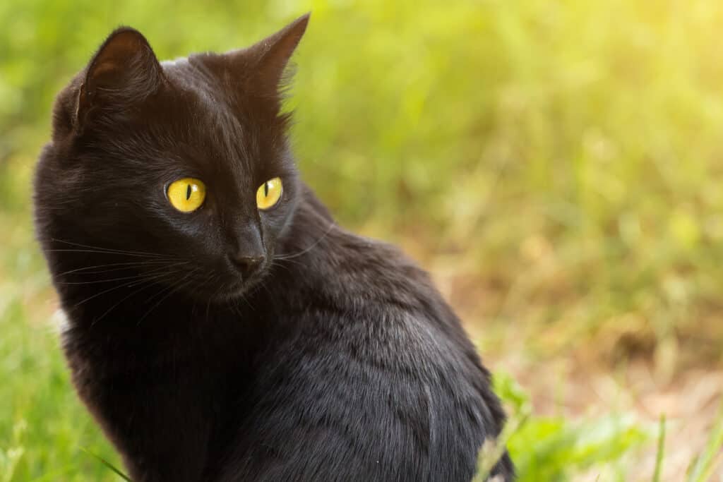 5 Cat Breeds That Don't Shed - Lakeland Animal Clinic