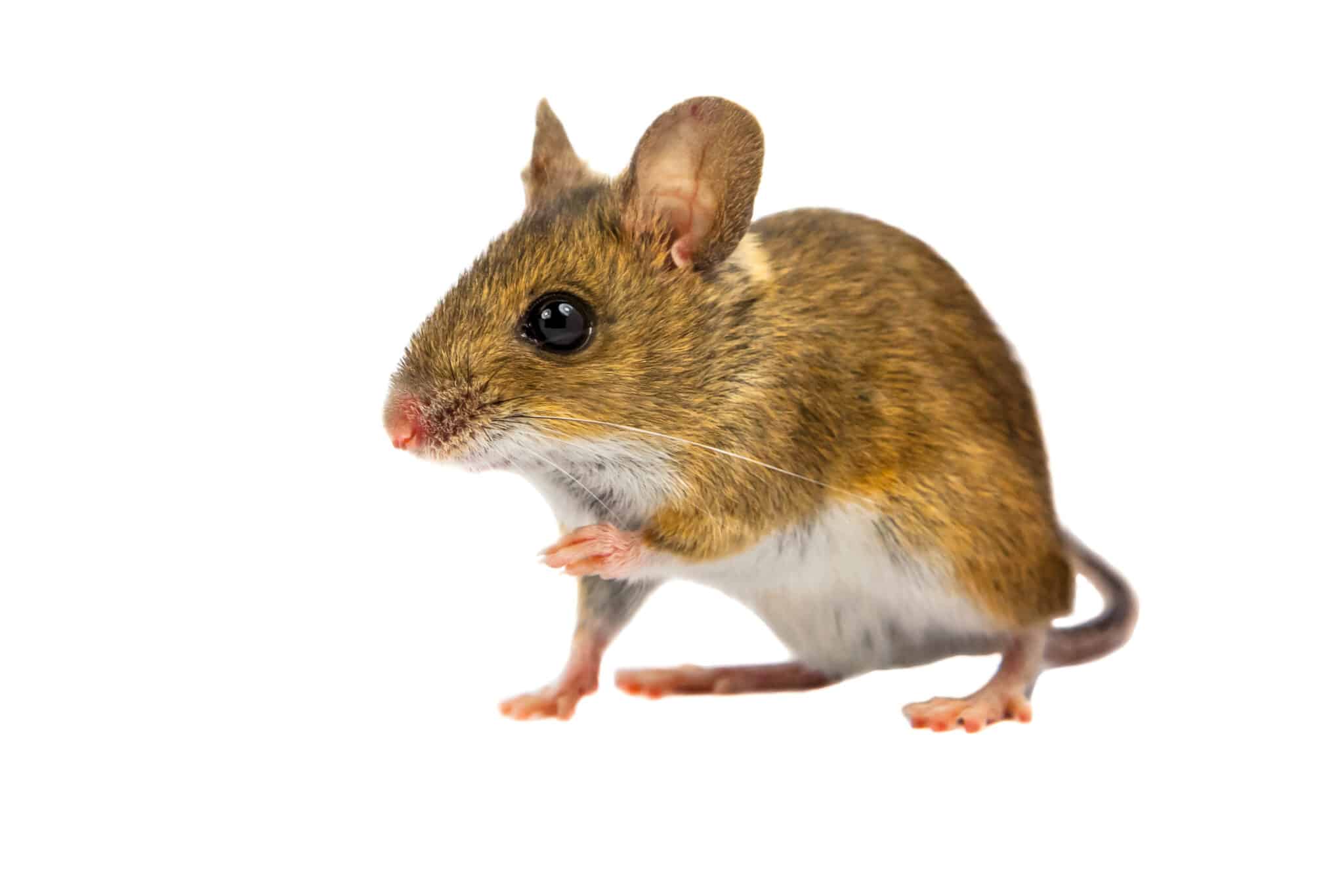 Мышь полевка