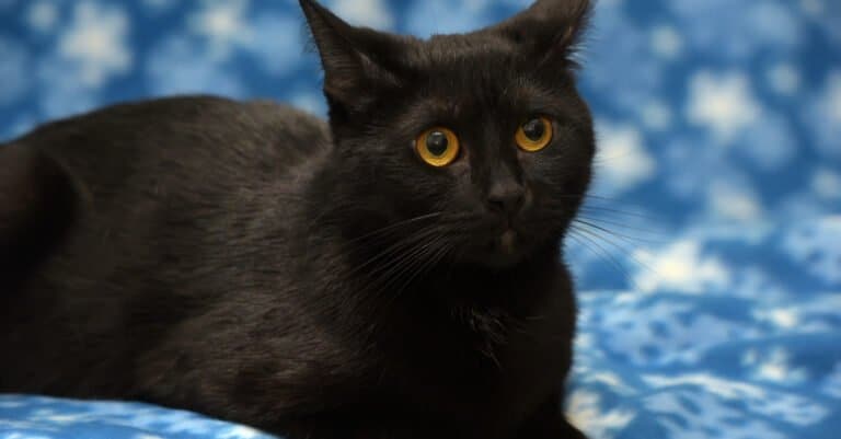 Bombay cat vs Black cat