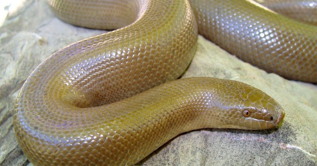 Rubber Boa