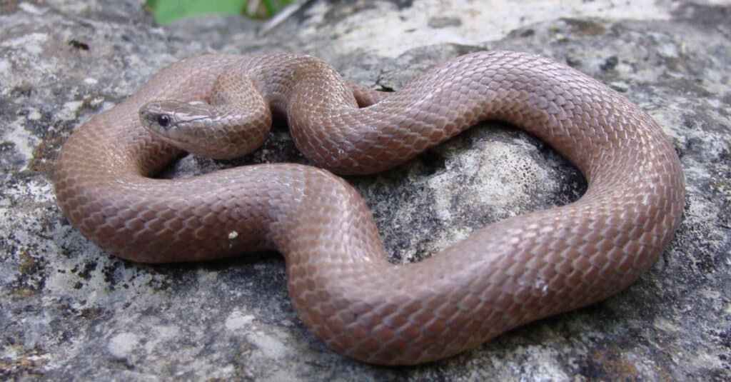Smooth Earth Snakes are small, secretive snakes that are found in forest habitats 