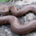 Smooth Earthsnake