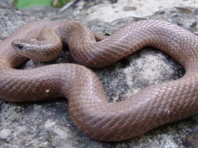 Smooth Earth Snake Picture
