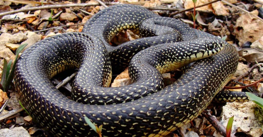 Змеи в Миссисипи - Восточная черная королевская змея (Lampropeltis nigra)