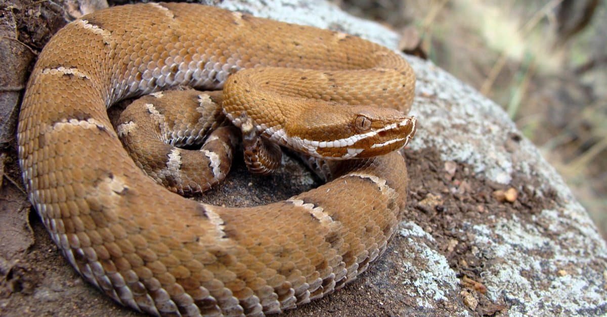Arizona Ridge-nosed Rattlesnake, Crotalus willardi