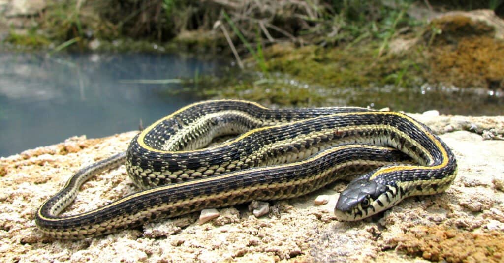 black snake with yellow horizontal stripes