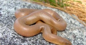 Discover the Largest Rubber Boa Ever Recorded Picture