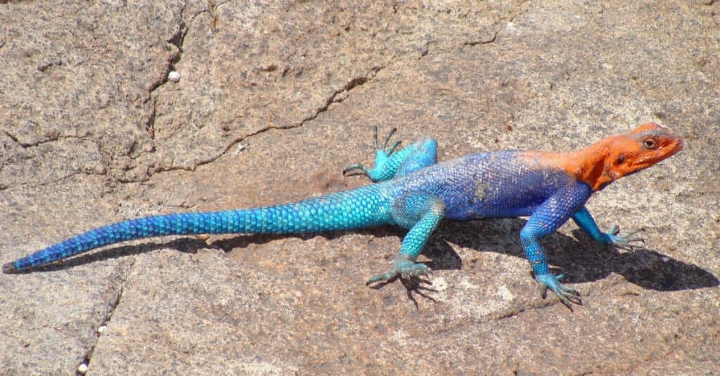 Invasive Lizards - African Red-Head Agama
