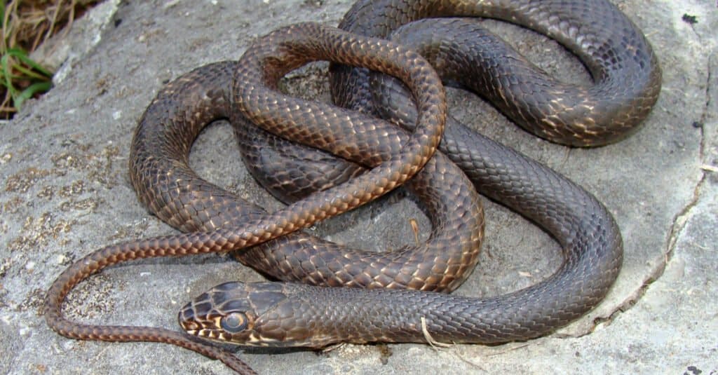 Eastern coachwhip snake