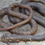 Eastern Coachwhip