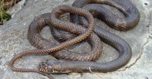 Coachwhip Snake photo