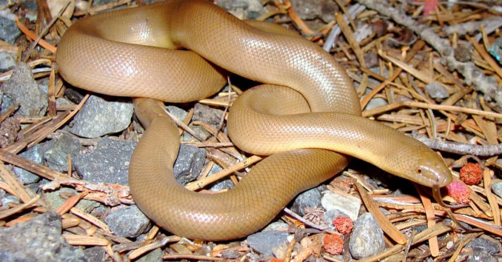 Rubber Boa