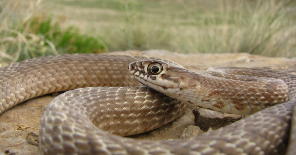 Prairie Coachwhip Snake