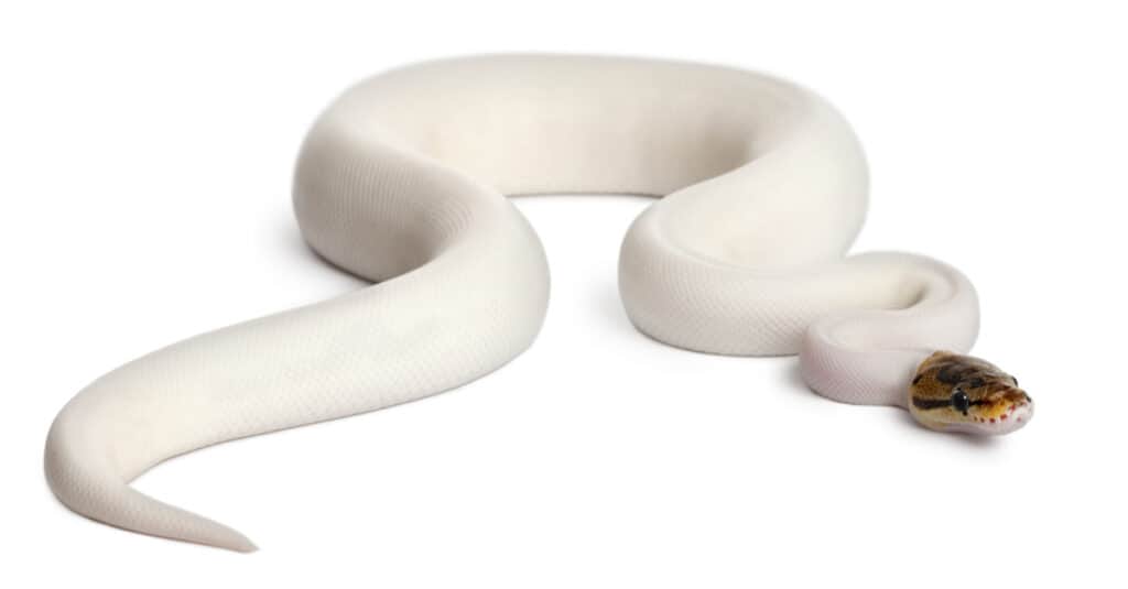 Female Pied Spider Royal ball python