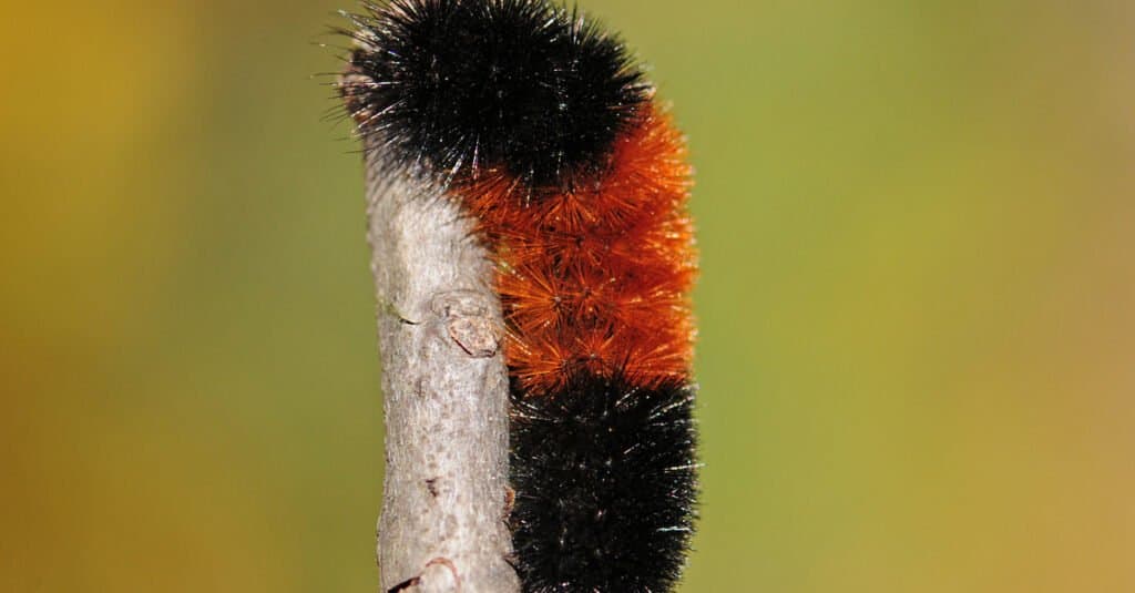 What Do Woolly Bears Eat