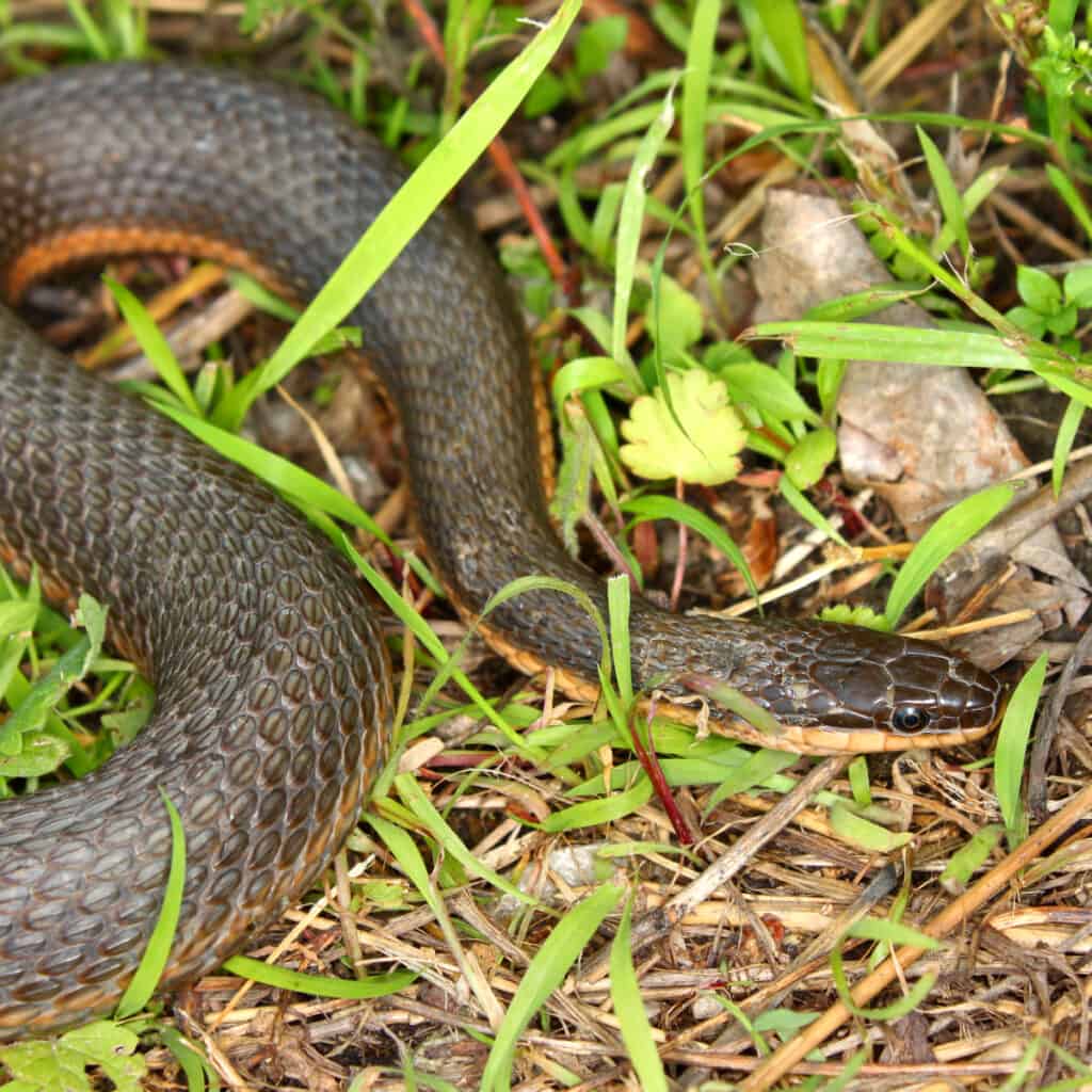 A queen snake hiding in the grass